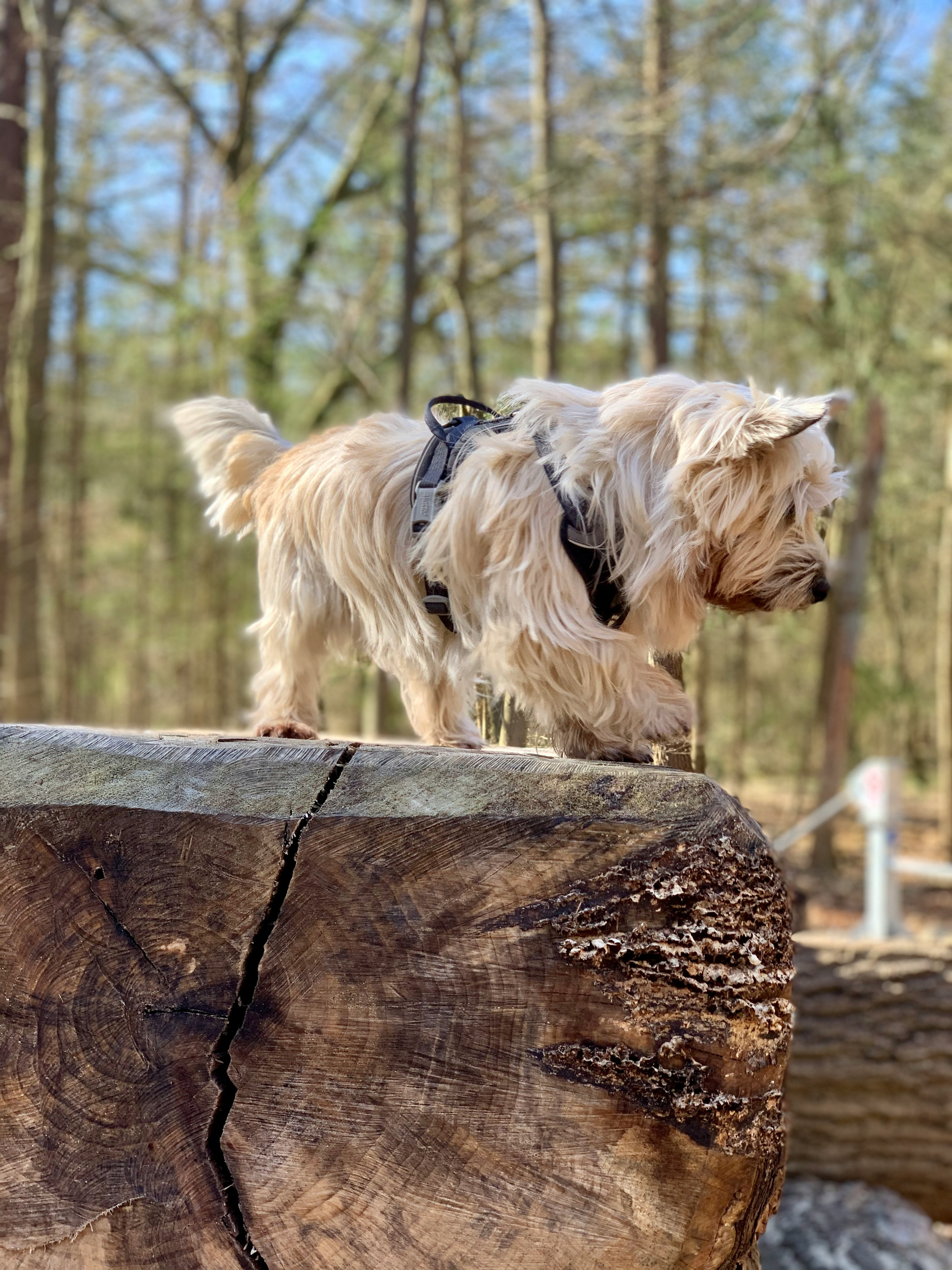 Dog on wood