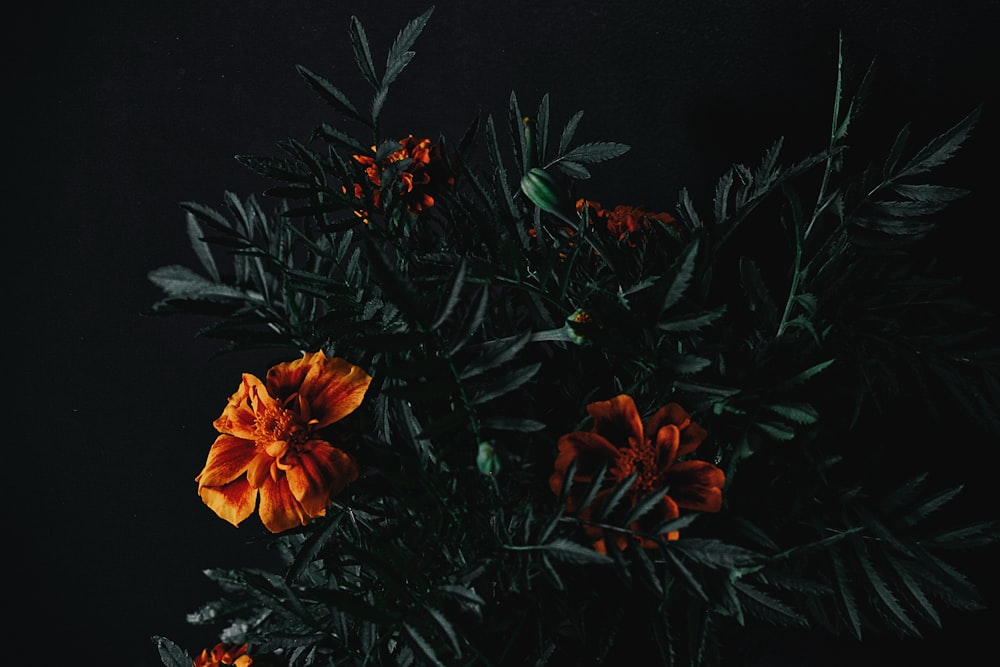 orange flower on black textile
