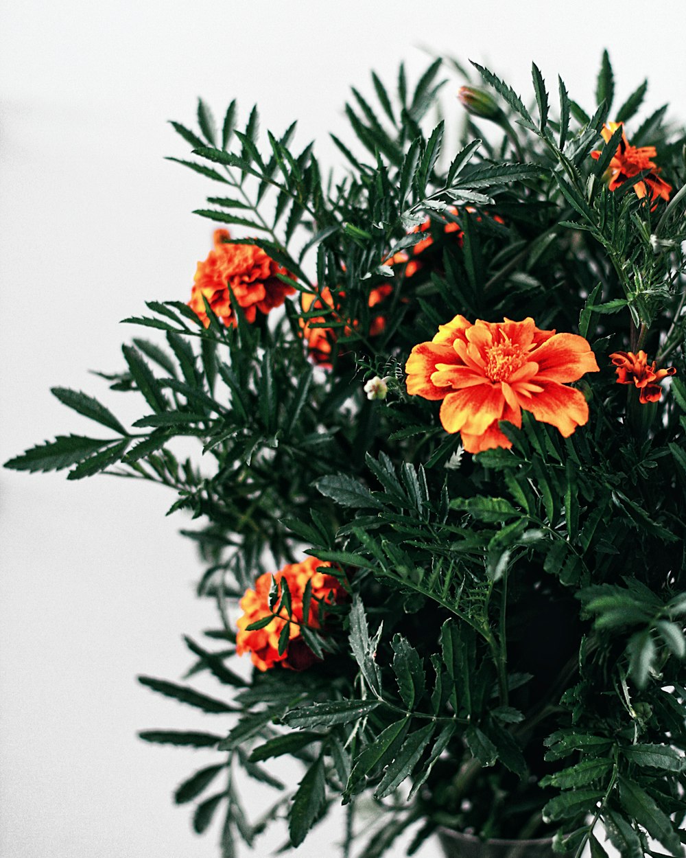 orange flowers with green leaves