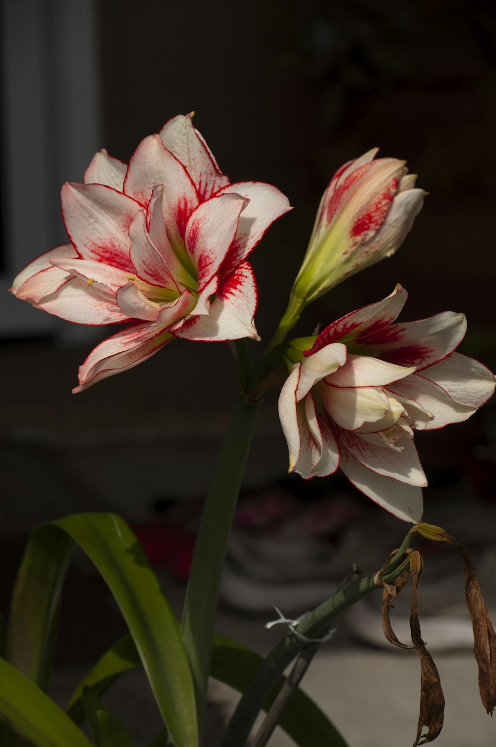 Fleur rose et blanche dans une lentille à bascule