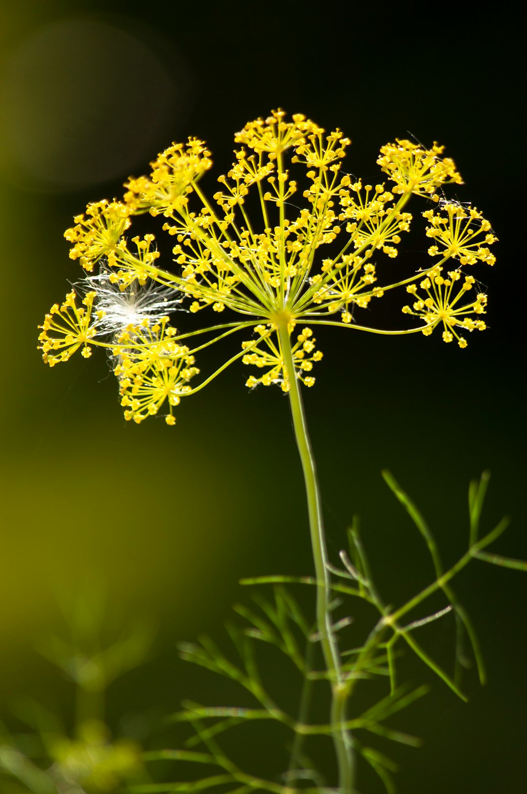 yellow and white flower in tilt shift lens