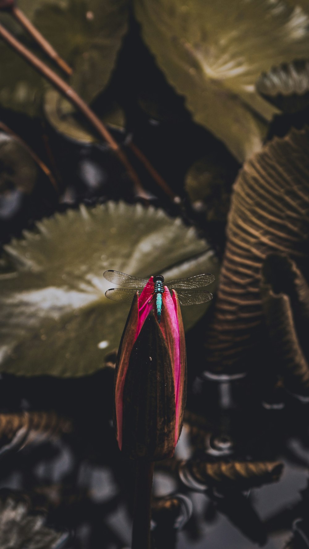 green and brown dragonfly on brown leaf