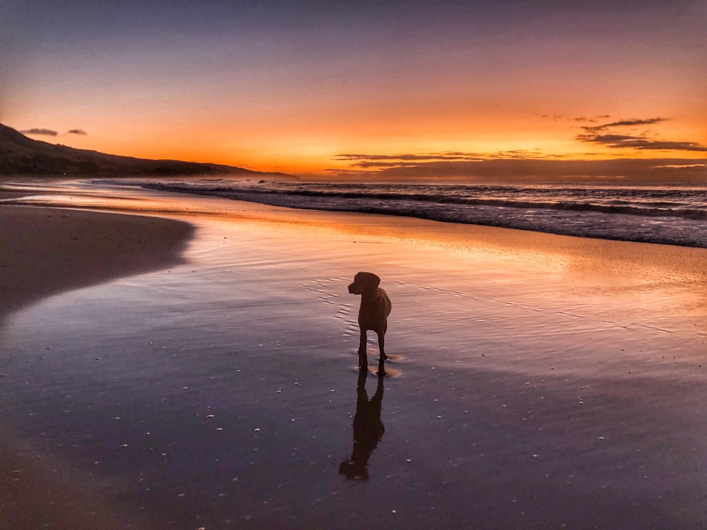 Silhouette der Person, die während des Sonnenuntergangs am Strand spazieren geht