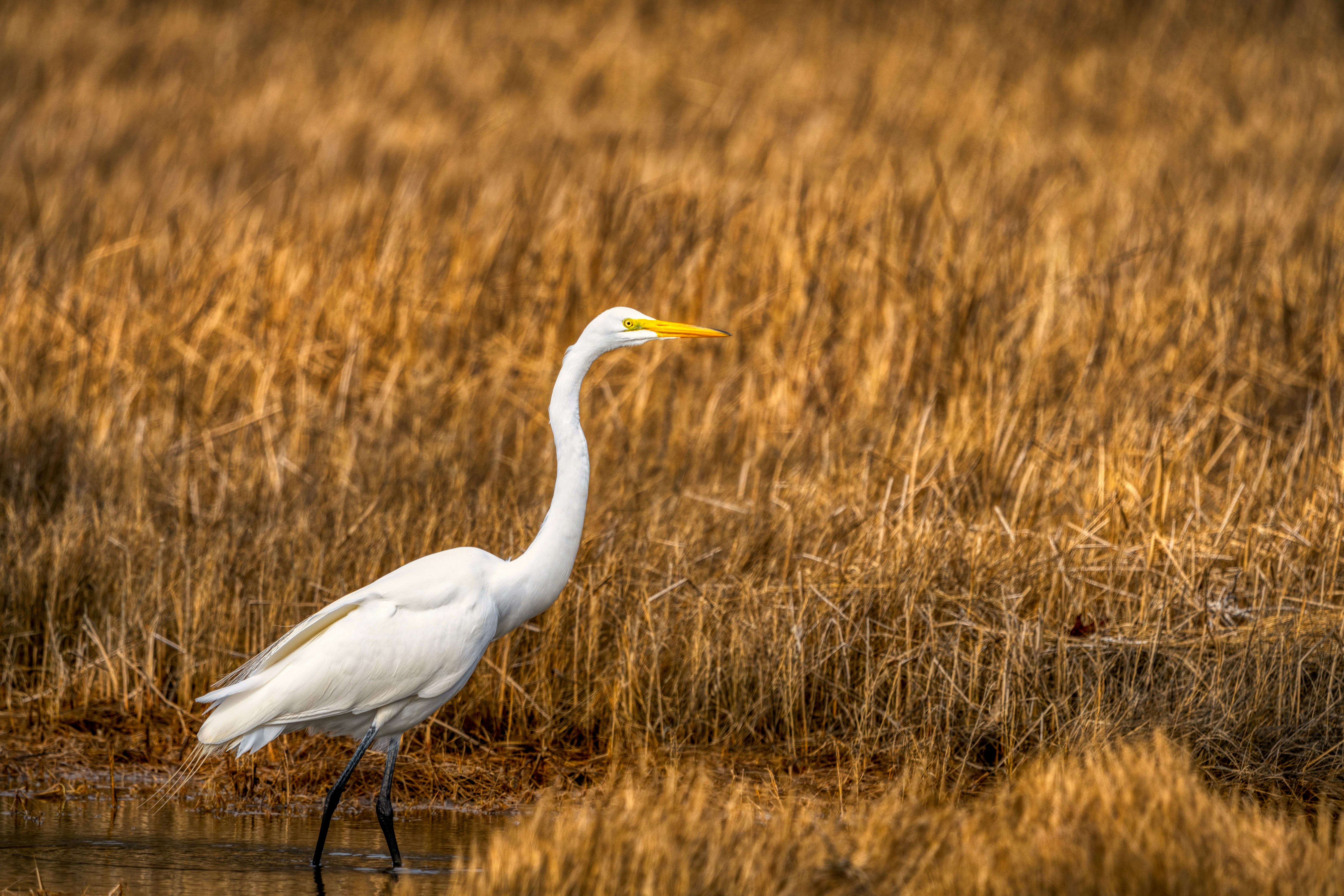 white long beak bird on brown grass field during daytime