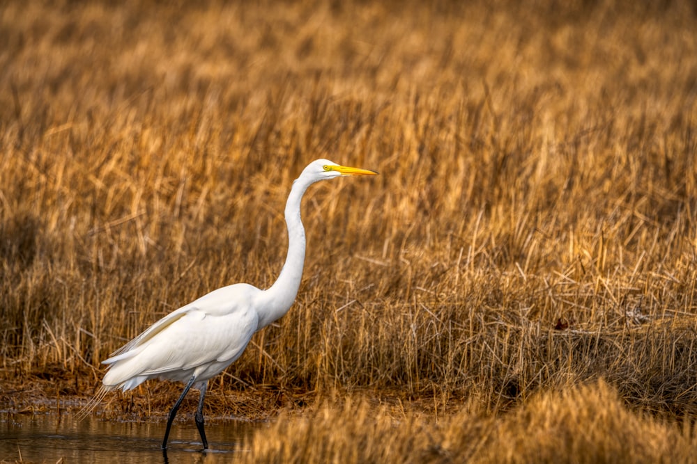 white long beak bird on brown grass field during daytime