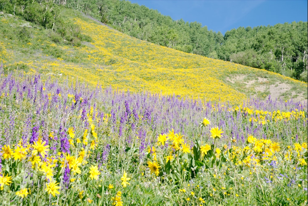 purple flower field during daytime