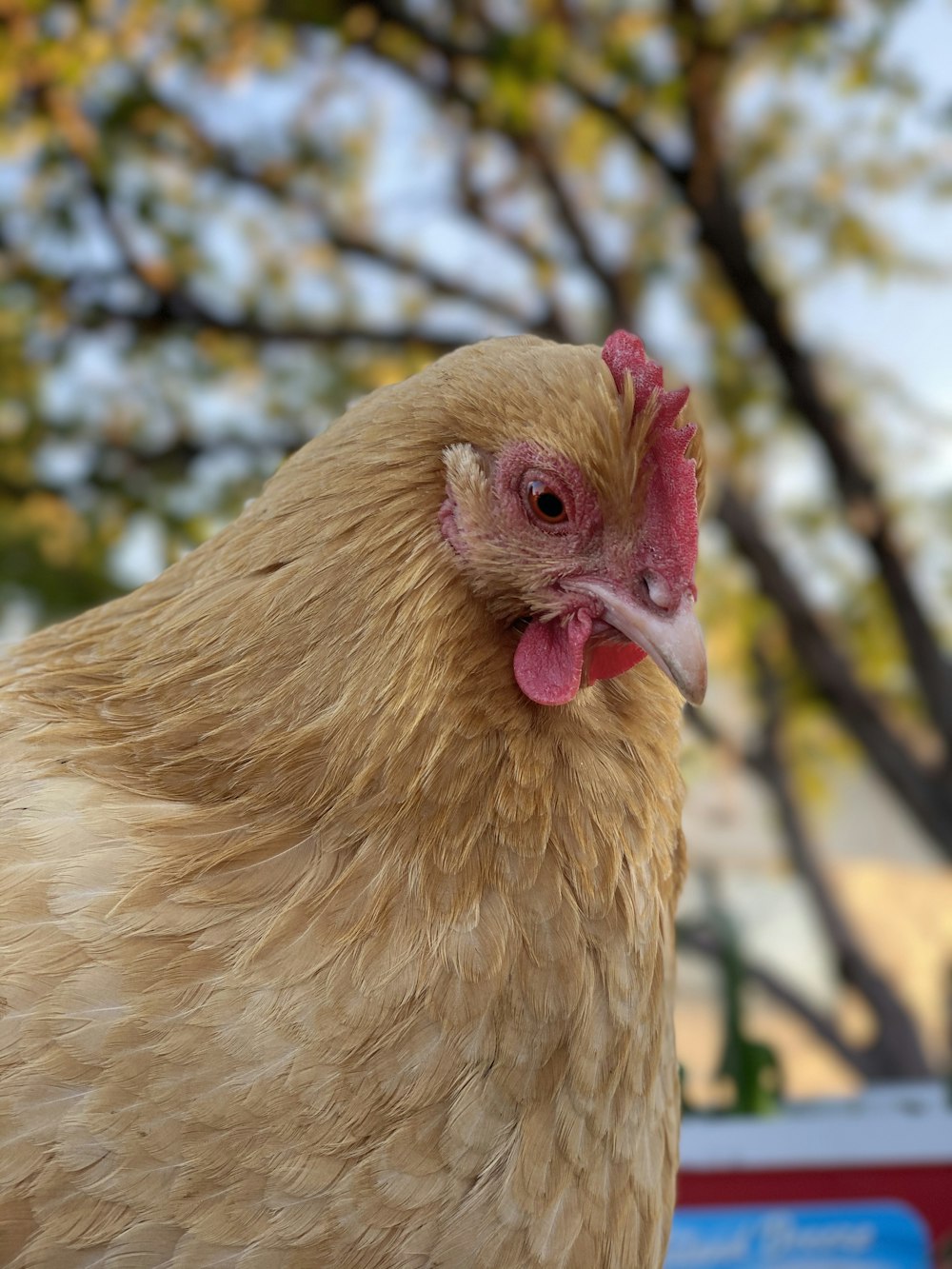 brown hen in tilt shift lens