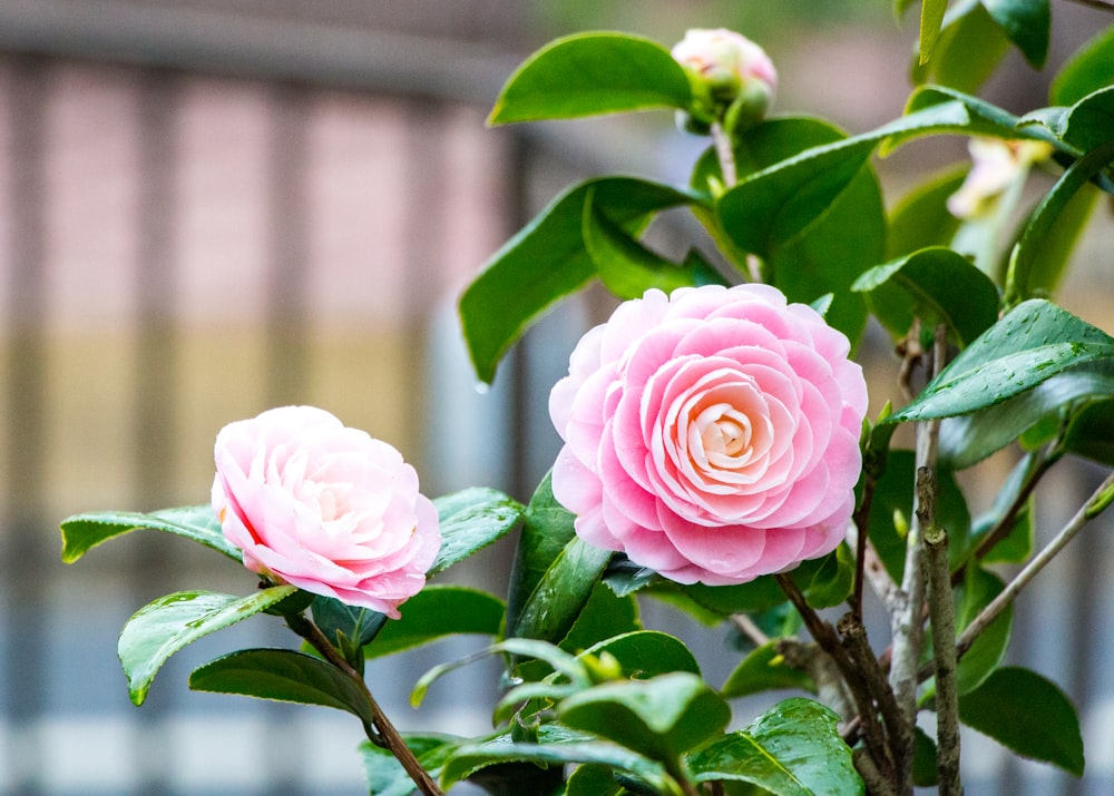 pink rose in bloom during daytime