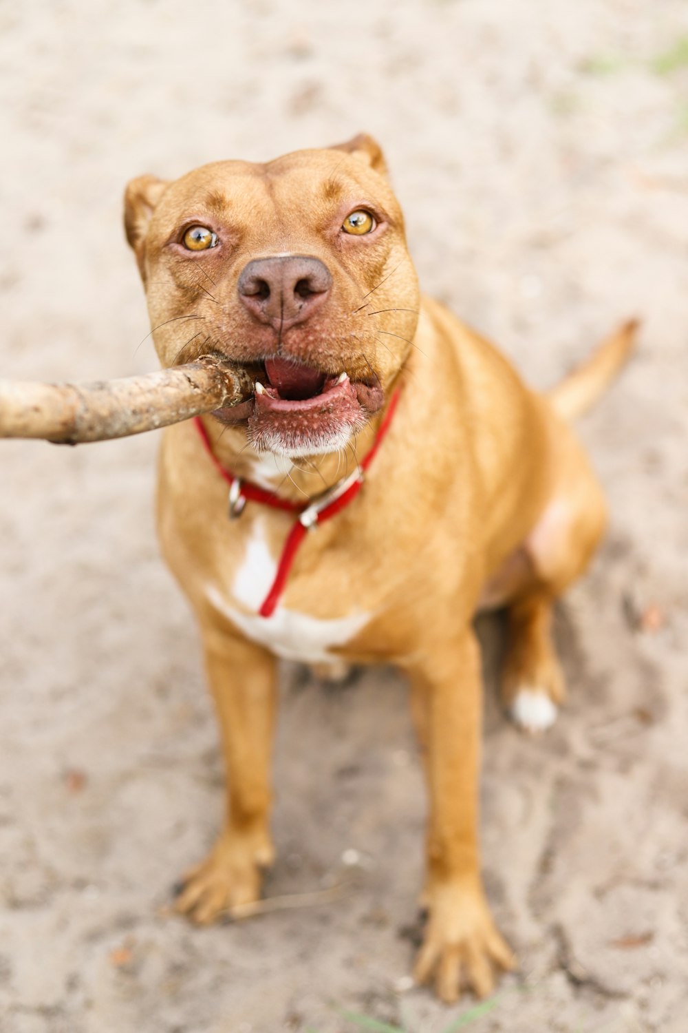 brown and white american pitbull terrier mix puppy photo - Free Dog Image on Unsplash