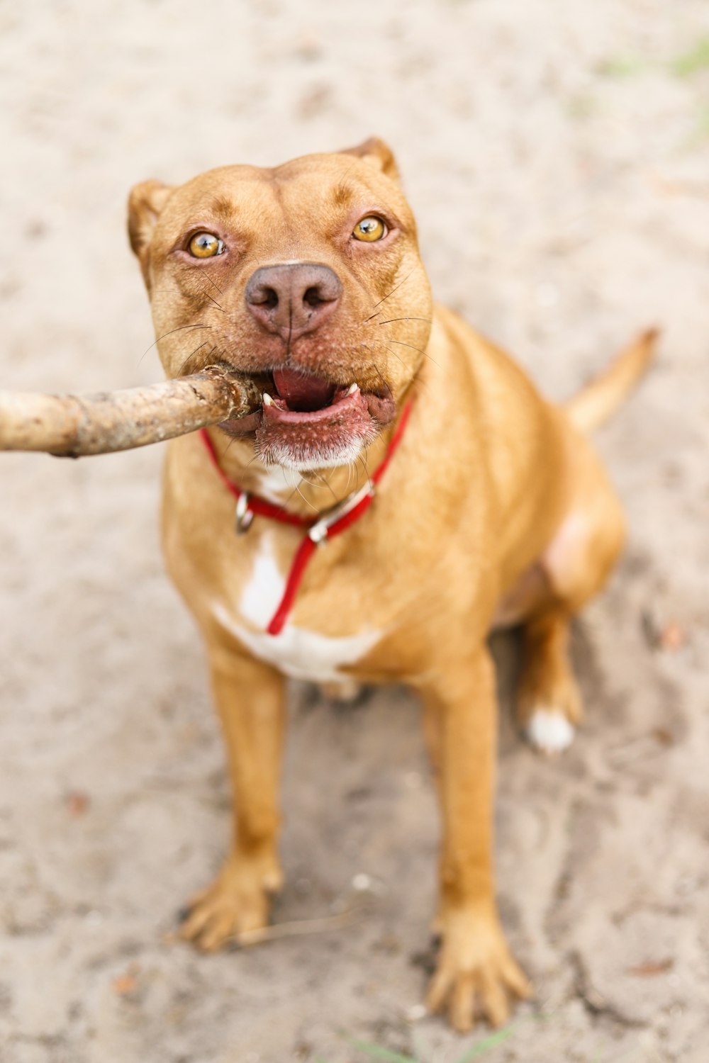 brown and white american pitbull terrier mix puppy