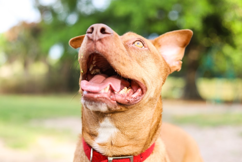 brown and white american pitbull terrier mix