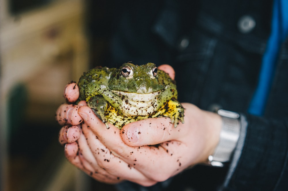 green frog on persons hand