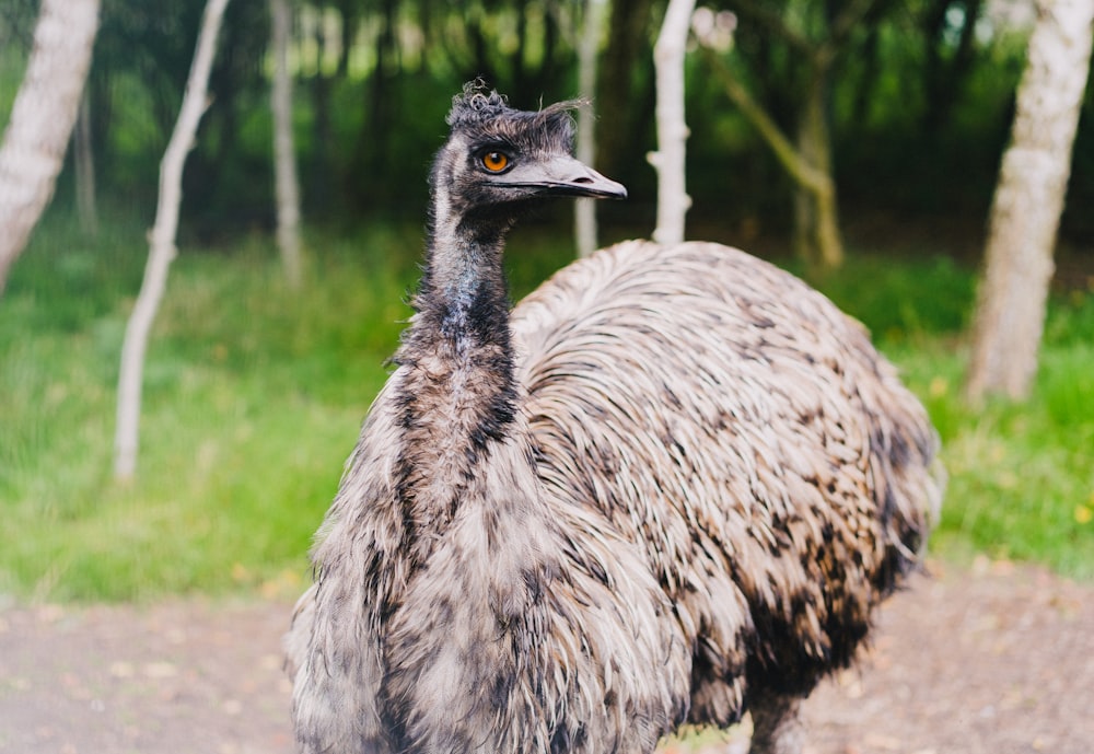 gray ostrich on green grass field during daytime