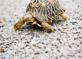 brown and black turtle on white sand during daytime