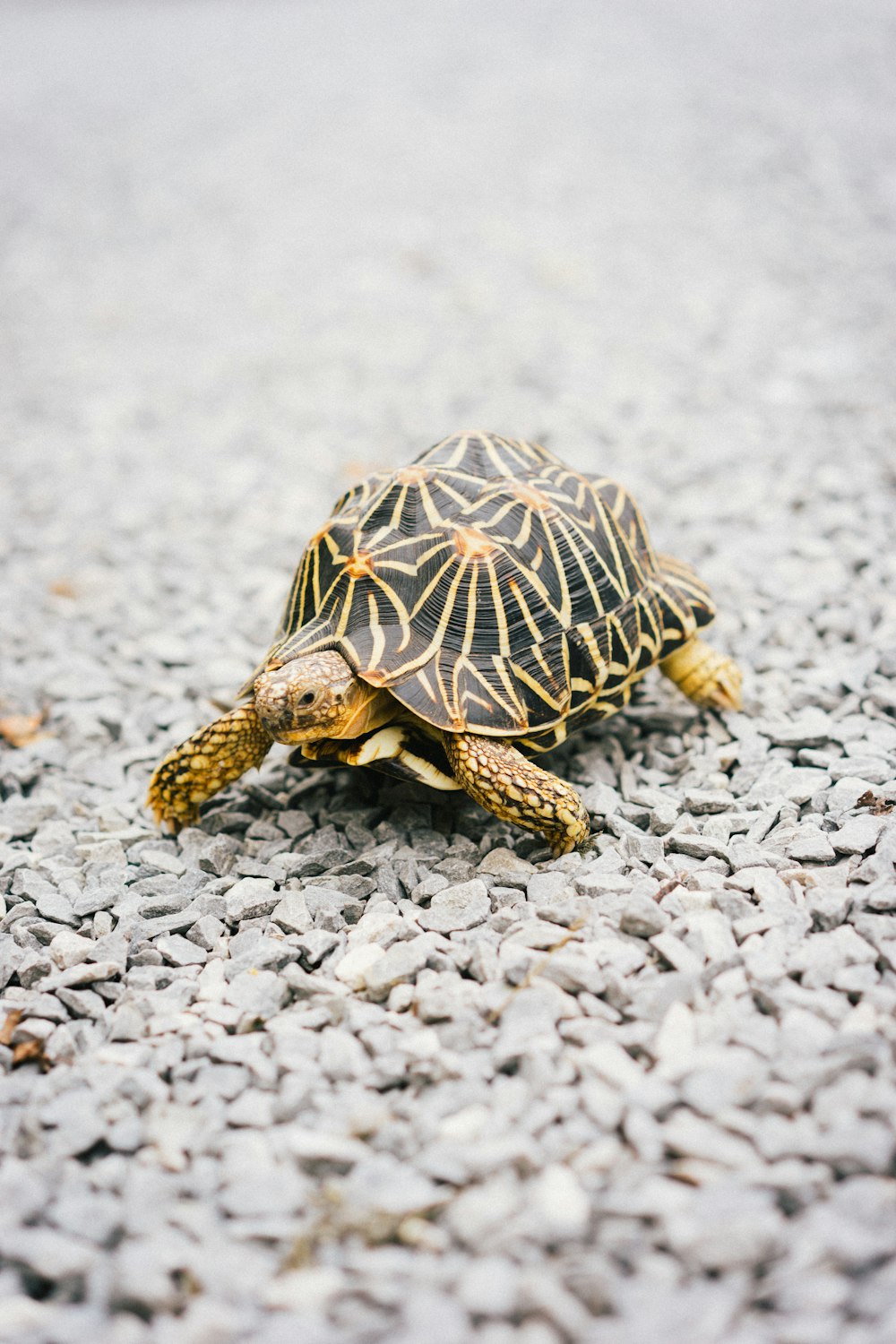 Tortuga marrón y negra sobre arena blanca durante el día