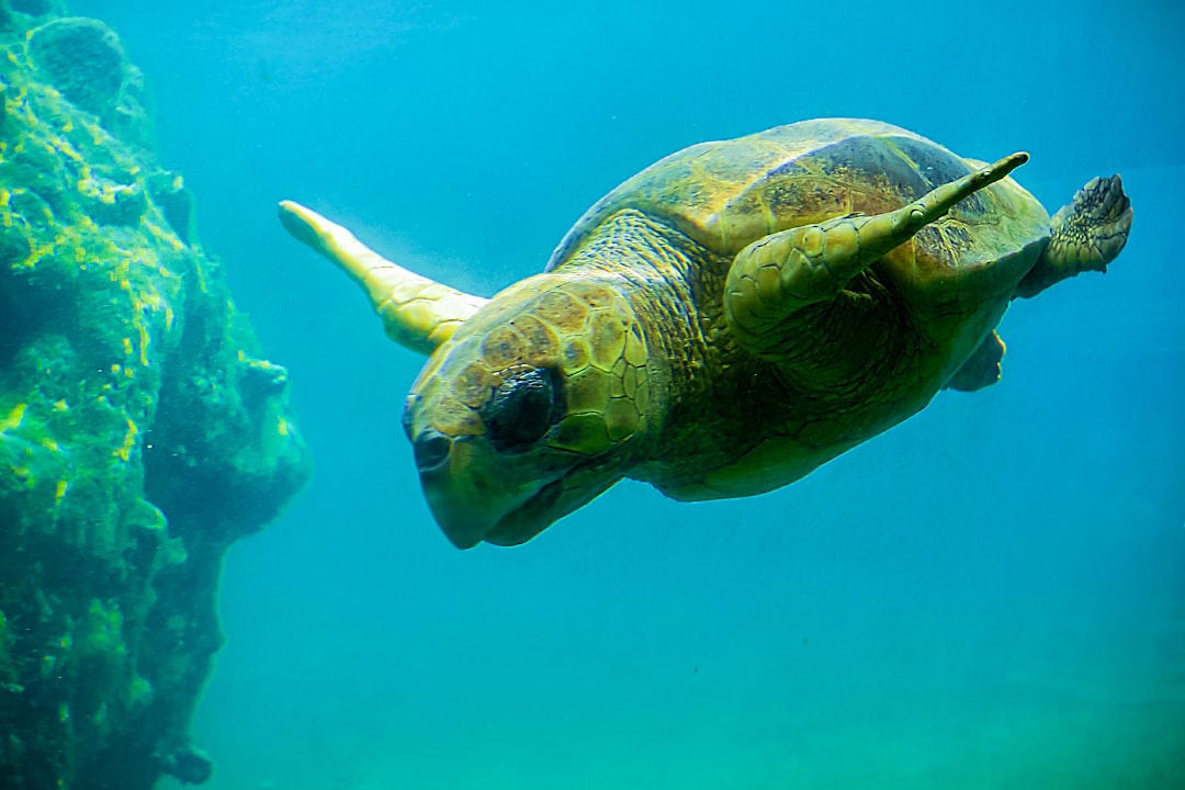 brown sea turtle in water