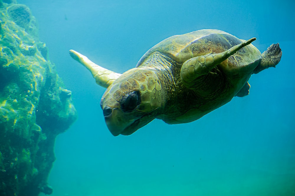 brown sea turtle in water