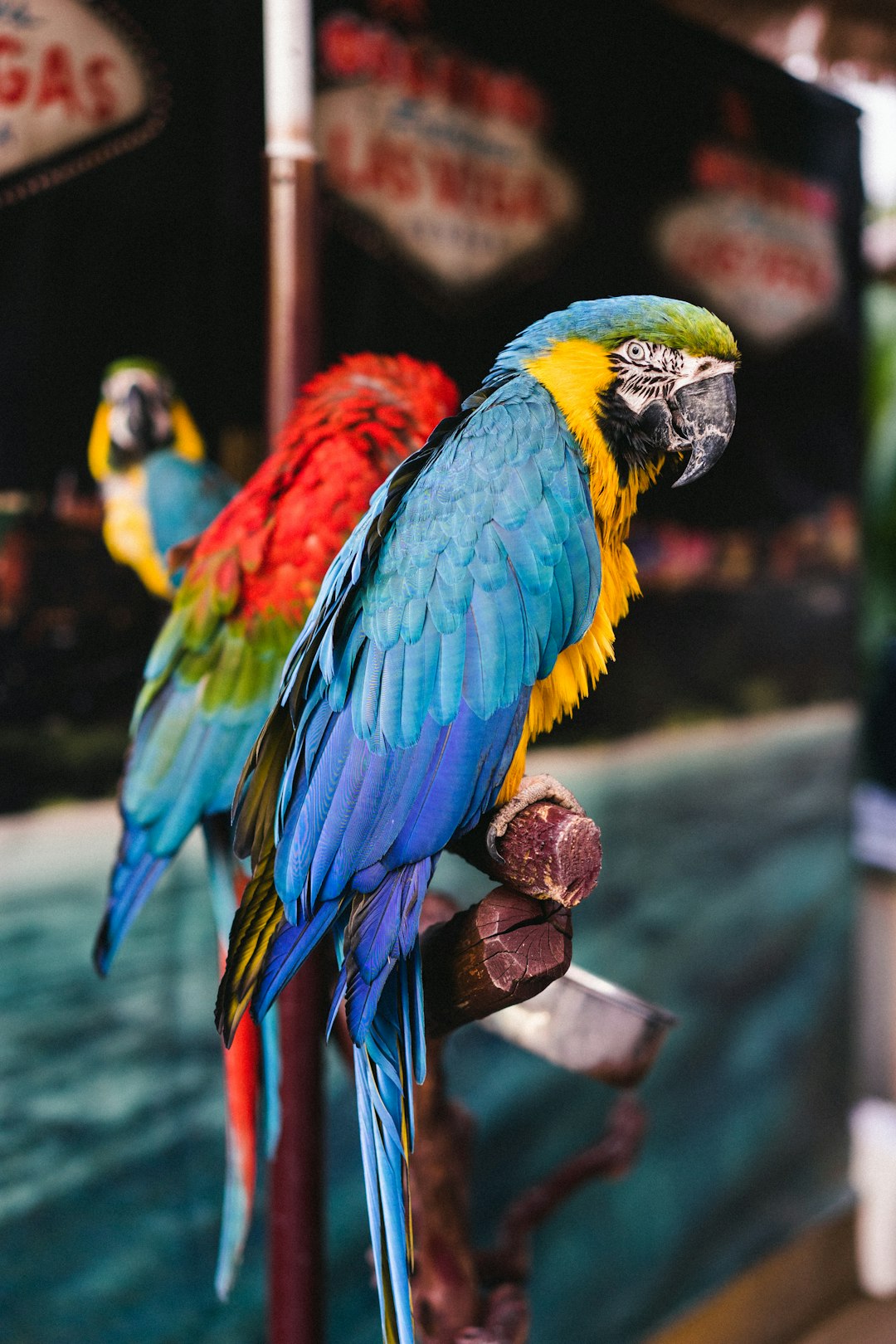 blue yellow and red parrot