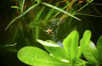A water insect is resting on the surface of a pond surrounded by lush green aquatic plants. Leaves and grass blades extend into the water, creating a serene and natural environment.