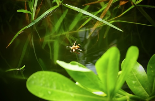 A water insect is resting on the surface of a pond surrounded by lush green aquatic plants. Leaves and grass blades extend into the water, creating a serene and natural environment.