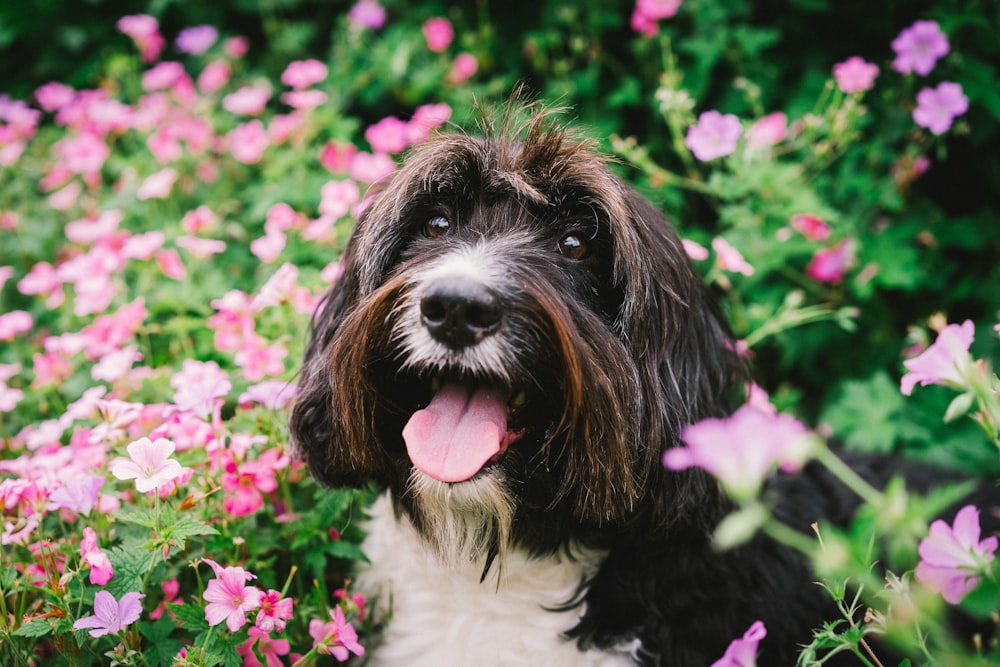 black and white long coat small dog on pink flower field during daytime