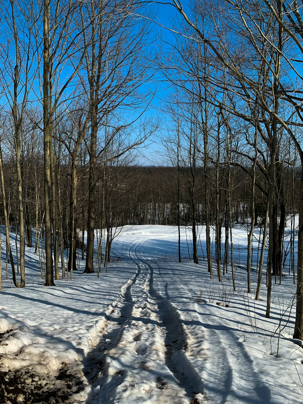 bare trees on snow covered ground during daytime