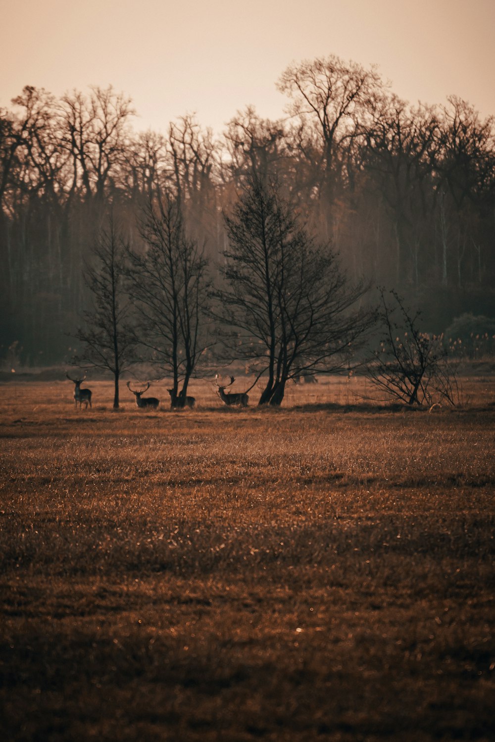brown trees on brown grass field during daytime
