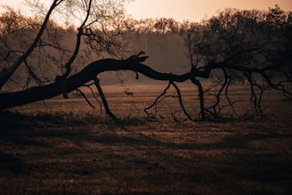 A serene forest landscape at dawn with a hunter quietly observing wildlife.