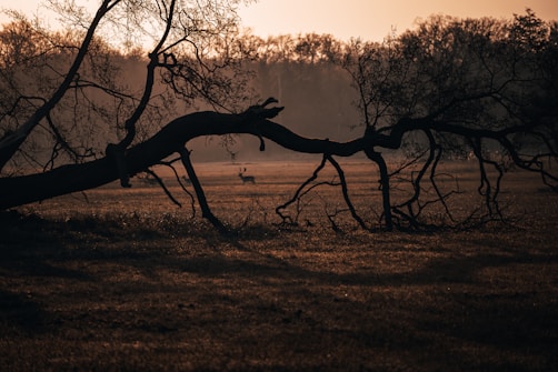 A serene and dimly lit landscape with a silhouette of a fallen tree in the foreground. In the background, a deer is visible on a misty field surrounded by trees. The sky is a soft orange, suggesting an early morning or late afternoon scene.