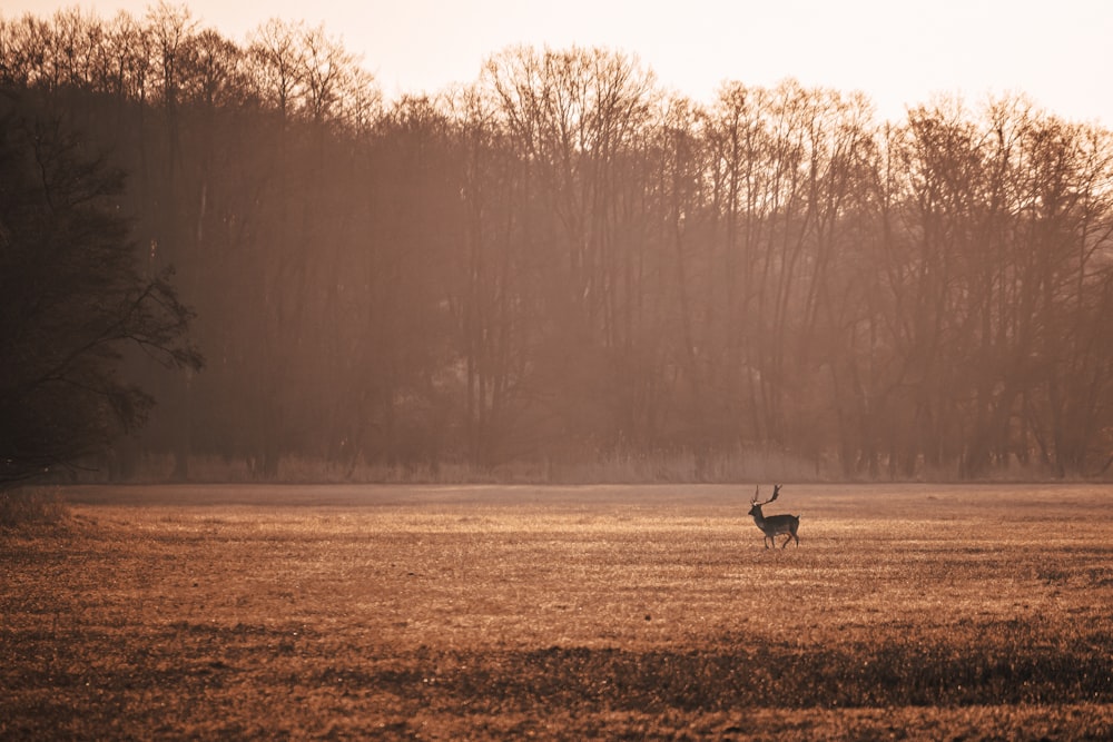 brown deer on brown grass field during daytime