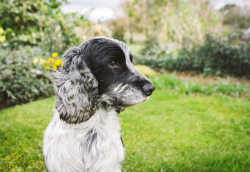 black and white long coat medium dog sitting on green grass during daytime