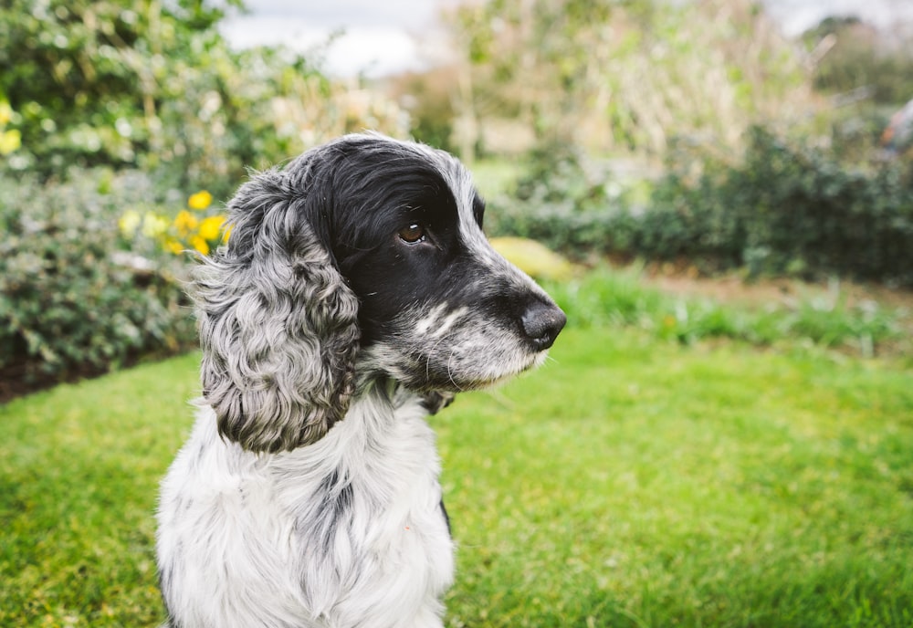 black and white long coat medium dog sitting on green grass during daytime