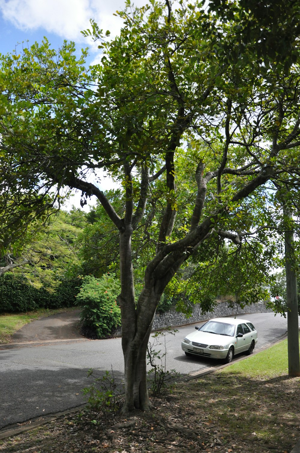white car parked on roadside near green trees during daytime