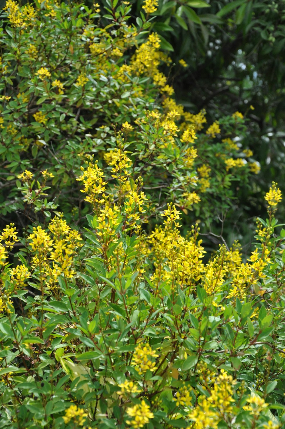 yellow flowers with green leaves