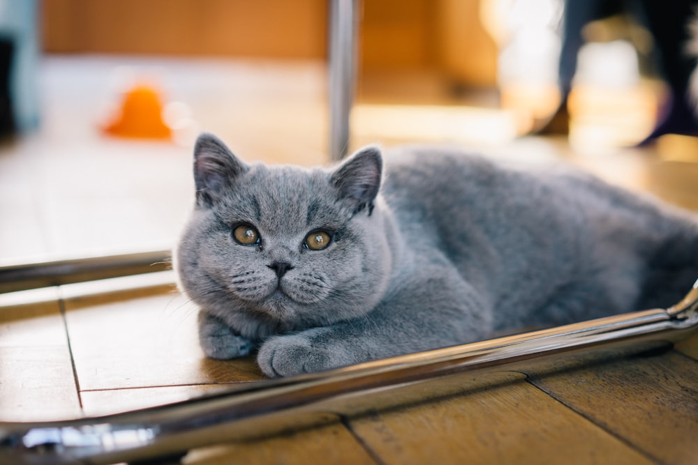 Gato azul ruso sobre mesa de madera marrón