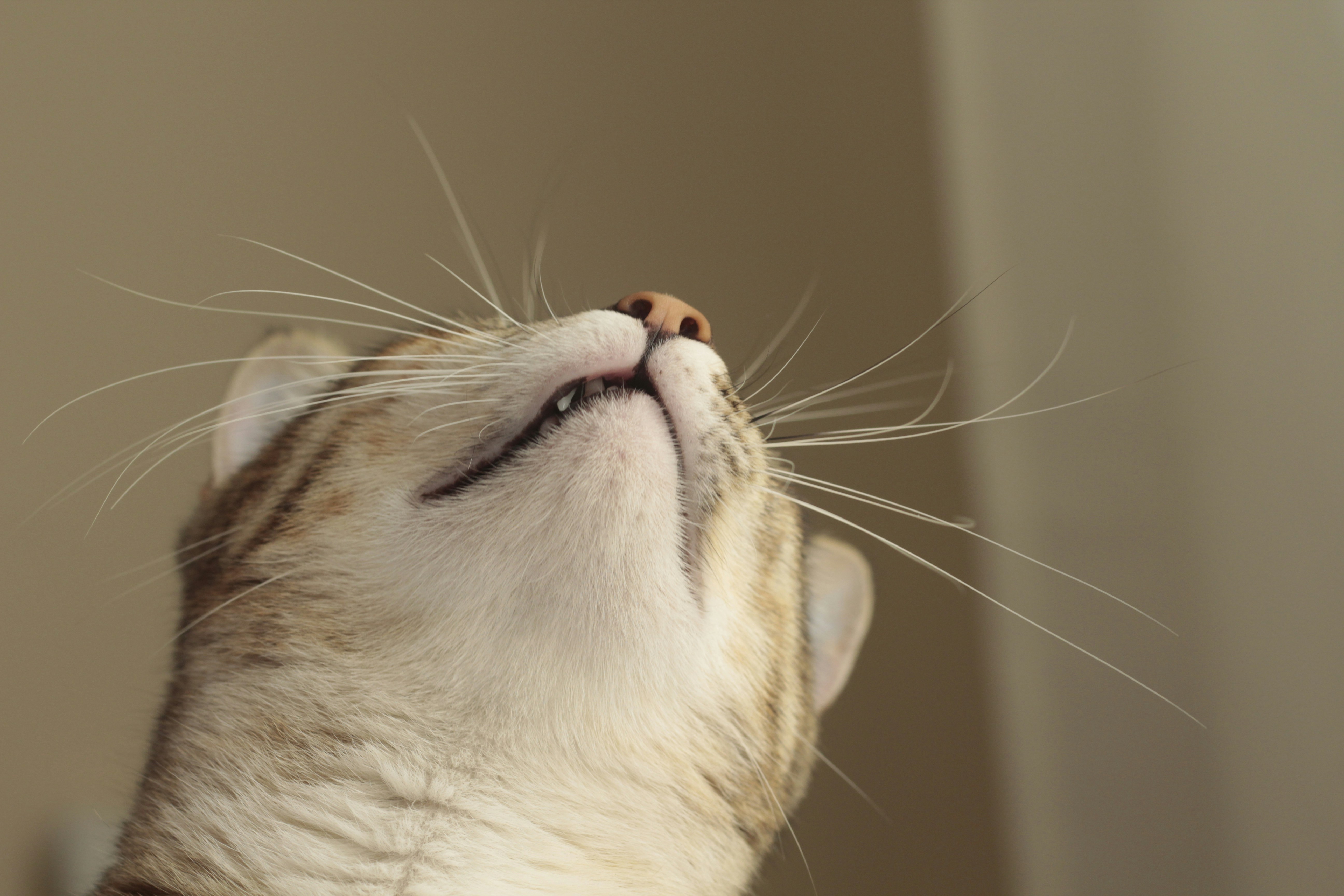 Photo by giisilveira