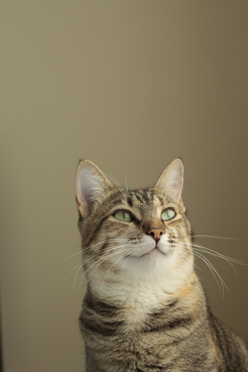 brown and white tabby cat