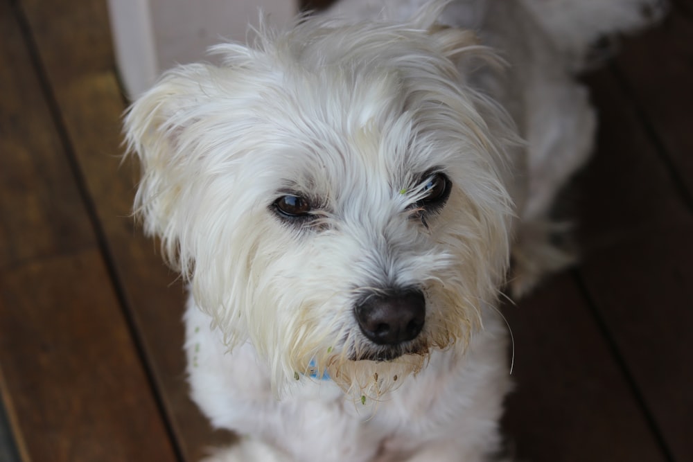 white long coat small dog