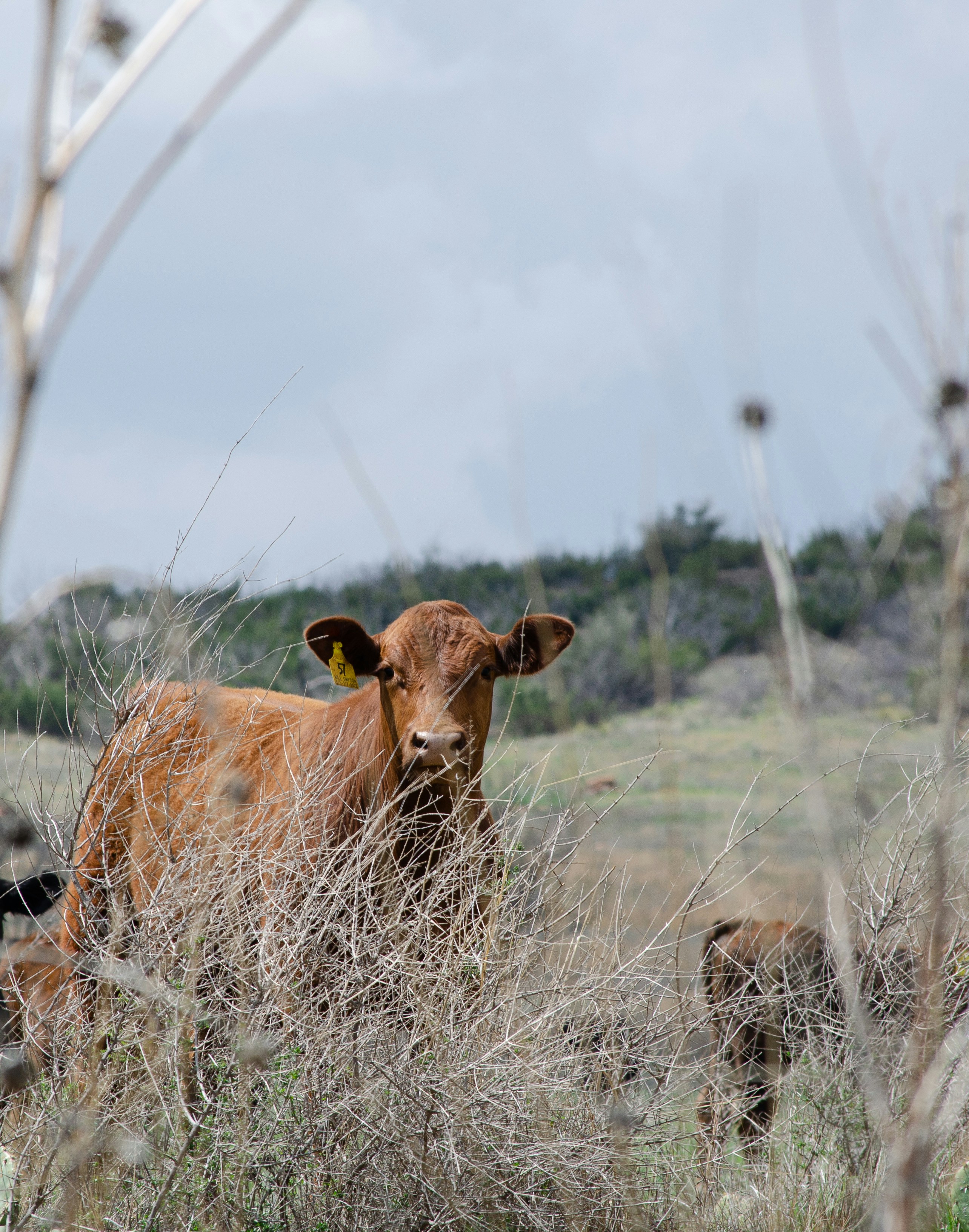 Photo by joshdixon00