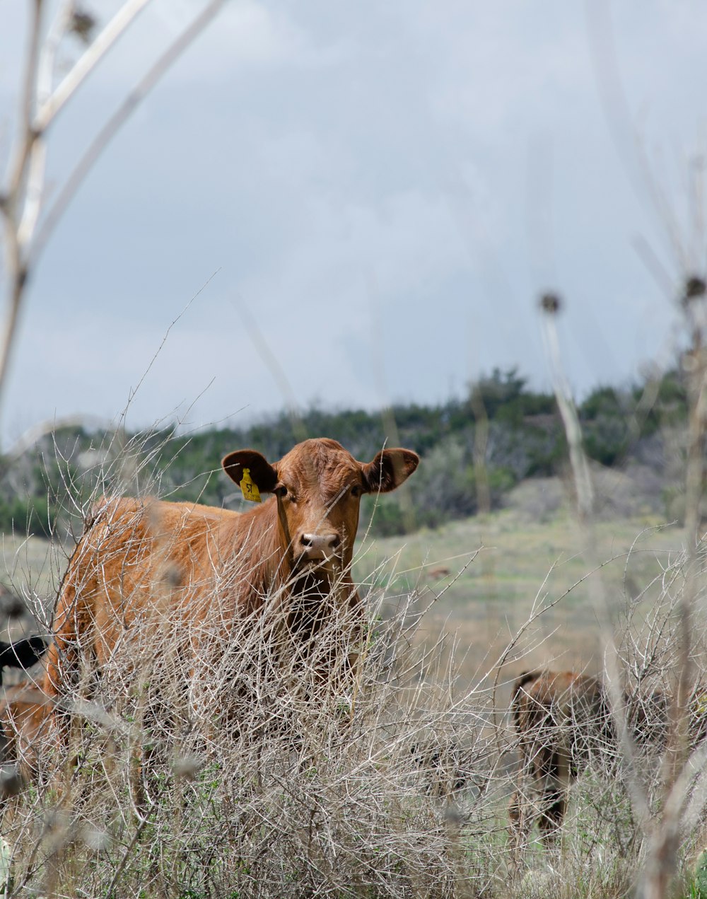 mucca marrone sul campo di erba marrone durante il giorno