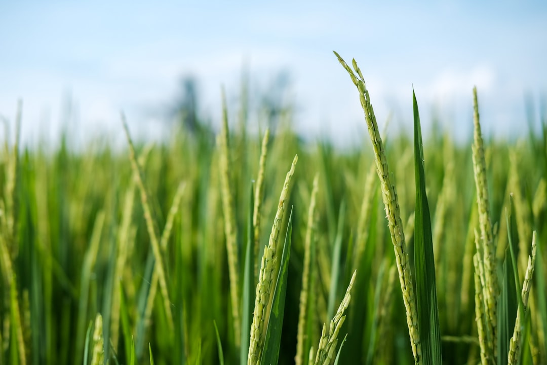 green wheat field during daytime