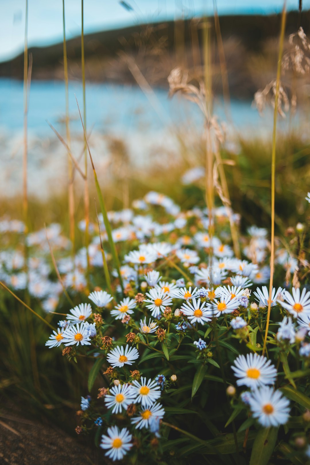 white and yellow flowers in tilt shift lens