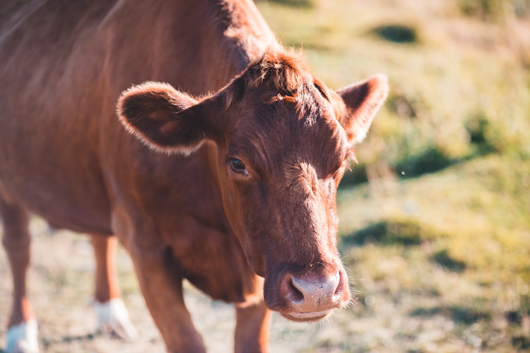 brown cow on green grass field during daytime