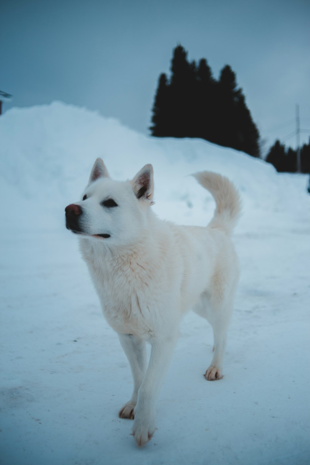 white siberian husky on snow covered ground during daytime