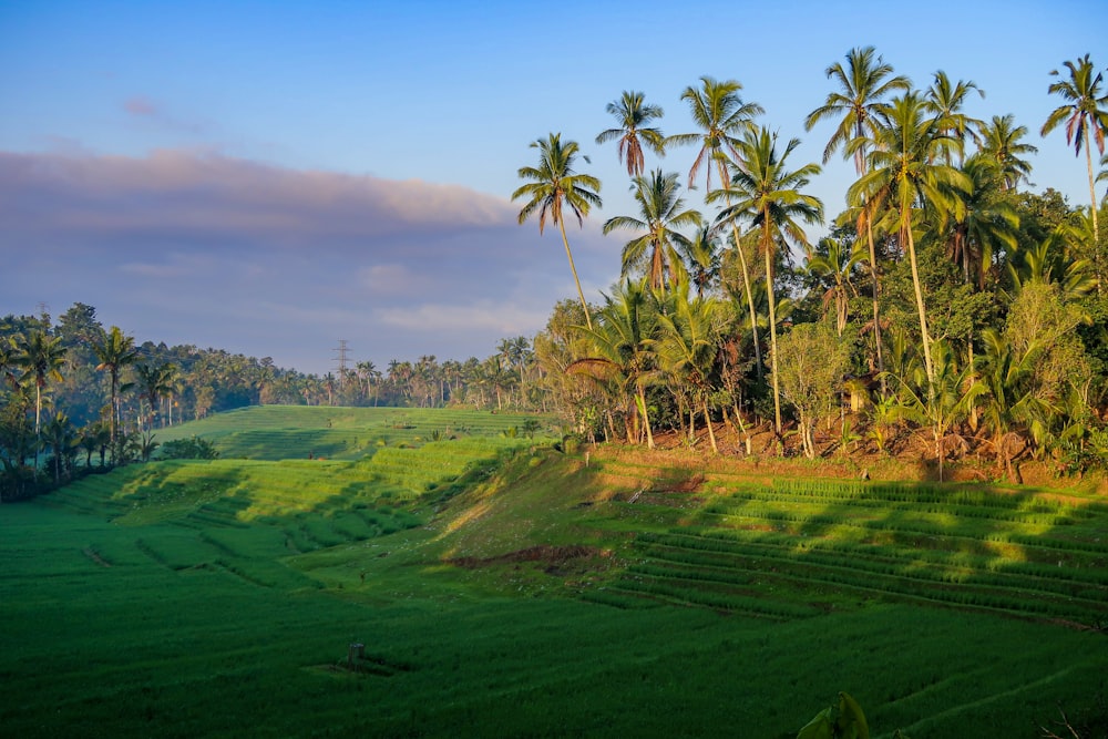 green grass field near green trees under blue sky during daytime