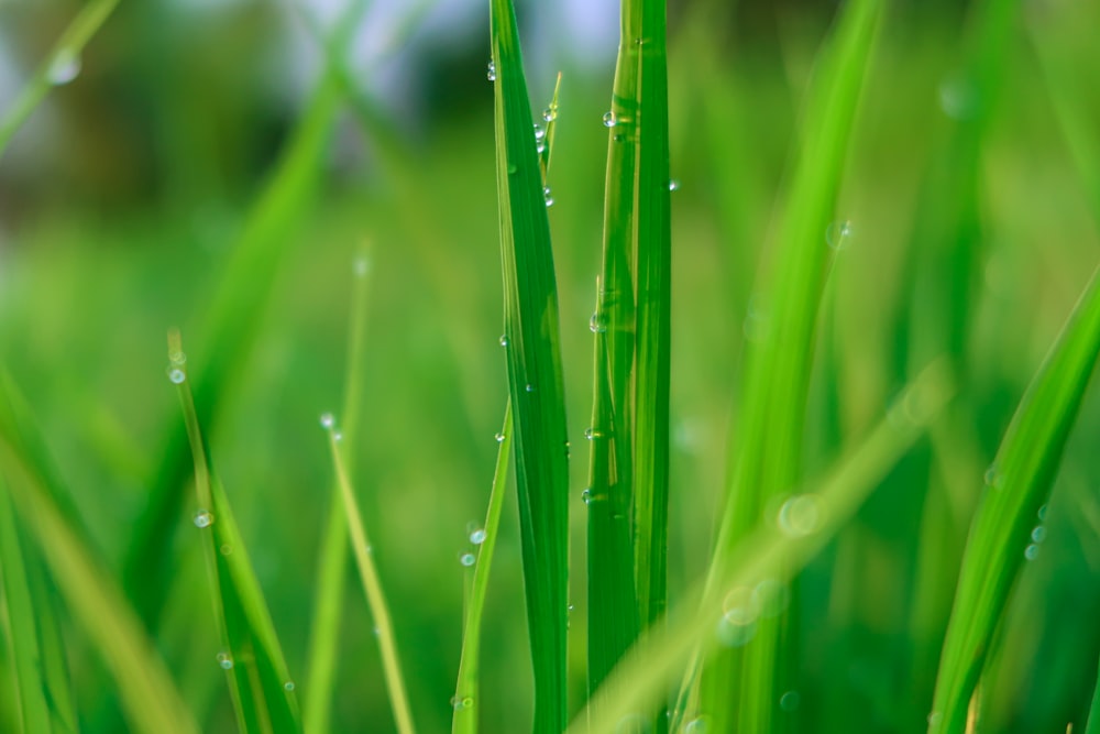 낮 동안 푸른 잔디에 물방울
