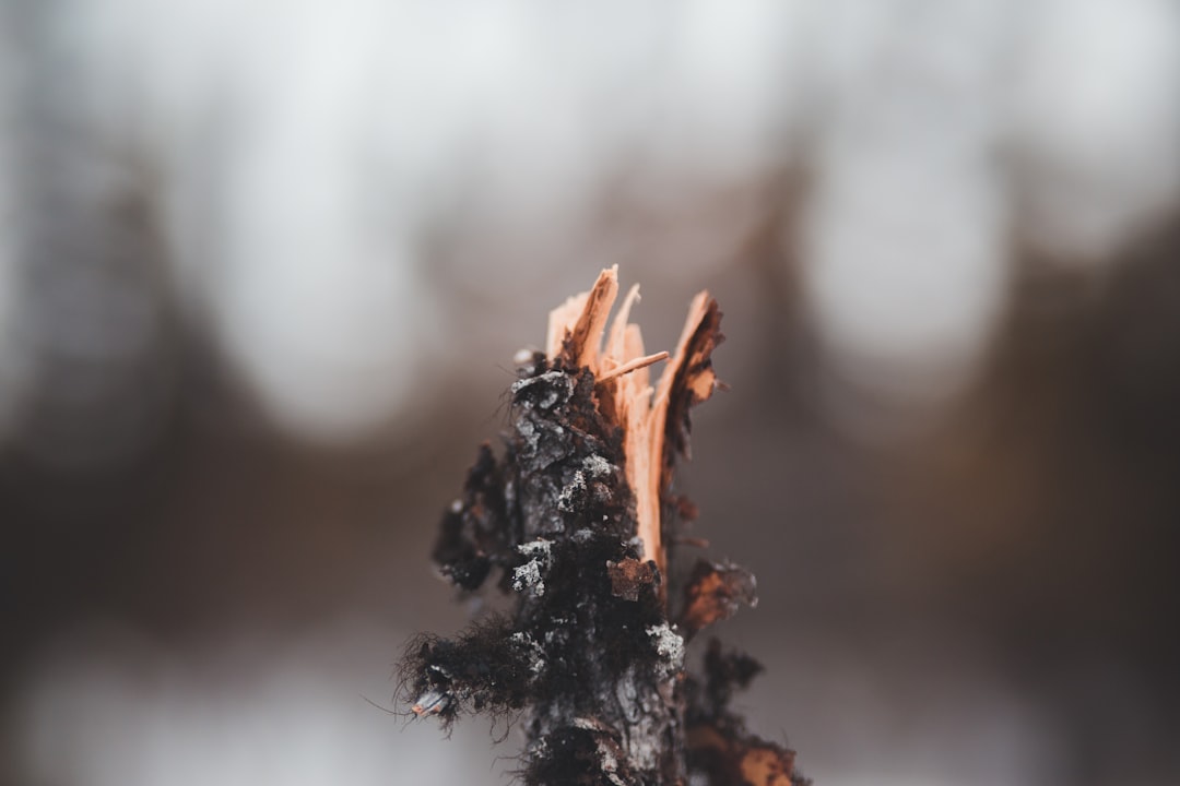 brown dried leaf in tilt shift lens