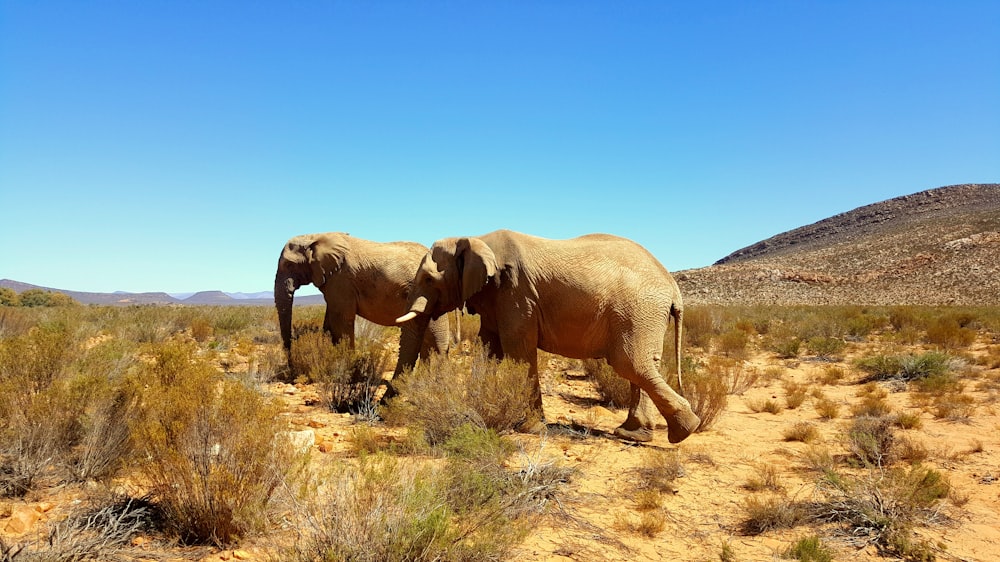 brown elephant on brown grass field during daytime