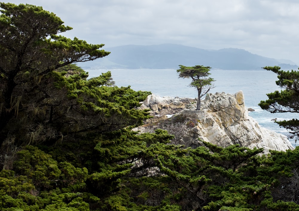 alberi verdi sulla montagna rocciosa grigia sotto il cielo nuvoloso bianco durante il giorno