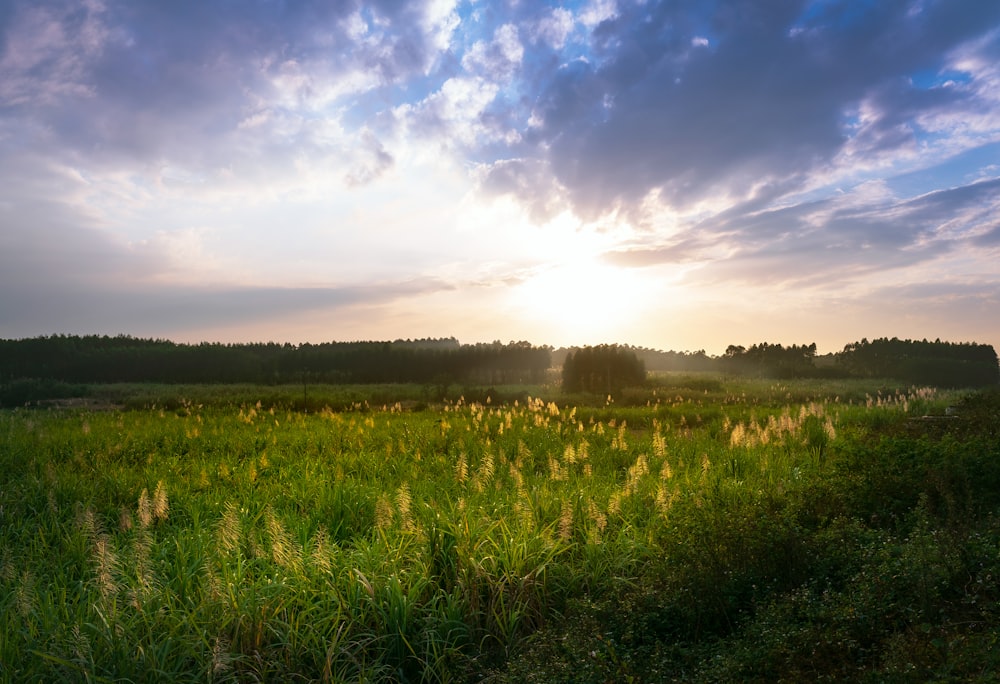 green grass field under blue sky during daytime